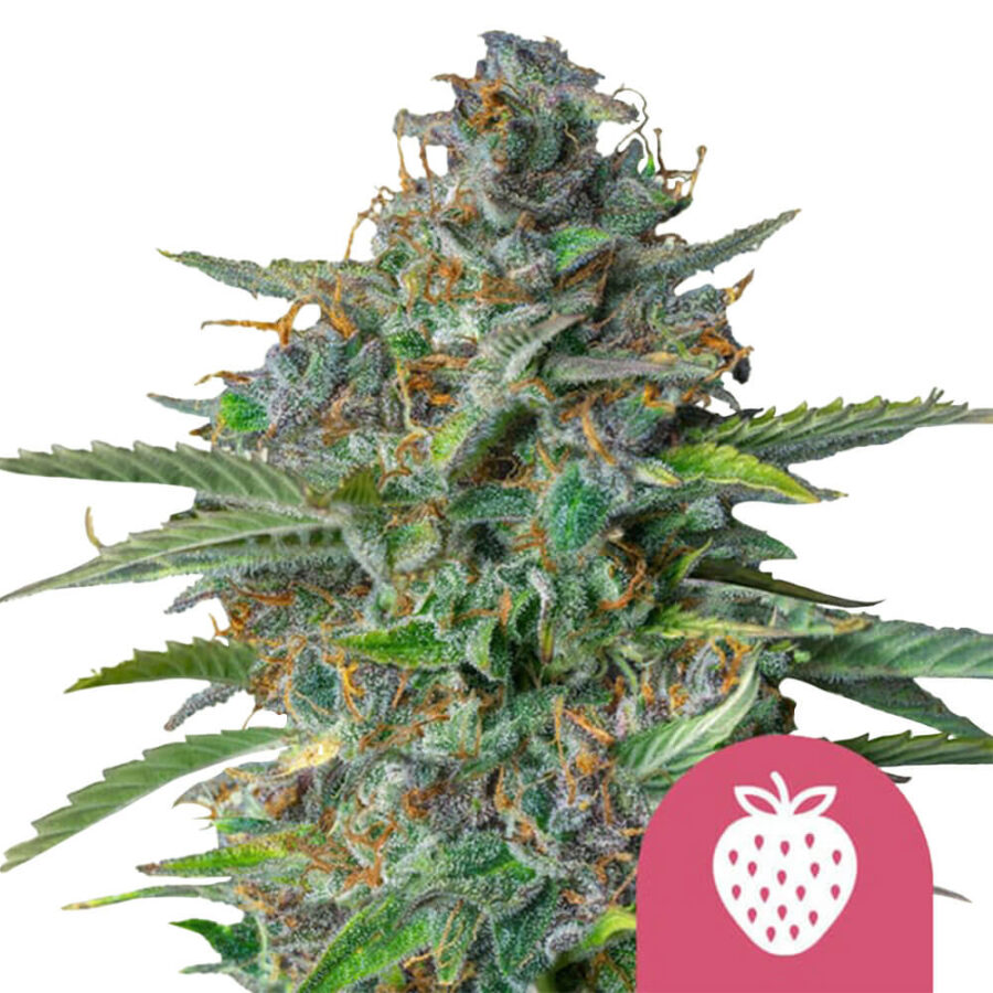 Royal Queen Seeds Strawberry Cough graines de cannabis feminisées (paquet de 5 graines)