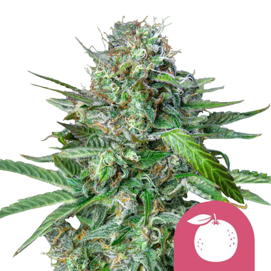 Royal Queen Seeds Tangie graines de cannabis feminisées (paquet de 3 graines)