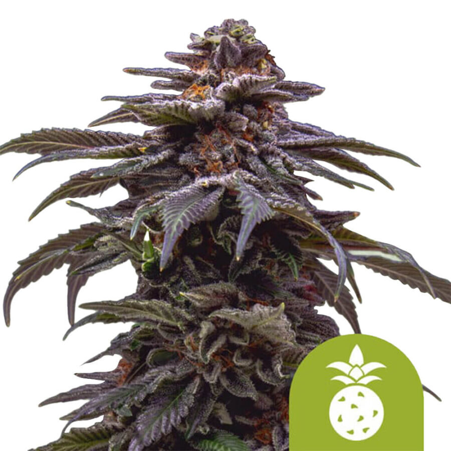 Royal Queen Seeds Tropicana Cookies Purple Auto graines de cannabis autofloraison (paquet de 3 graines)