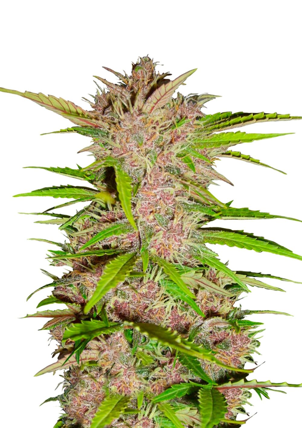 Fast Buds Fastberry Automática (5Semillas/Paquete)