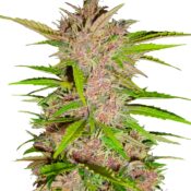 Fast Buds Fastberry Automatic (3 Semillas/Paquete)