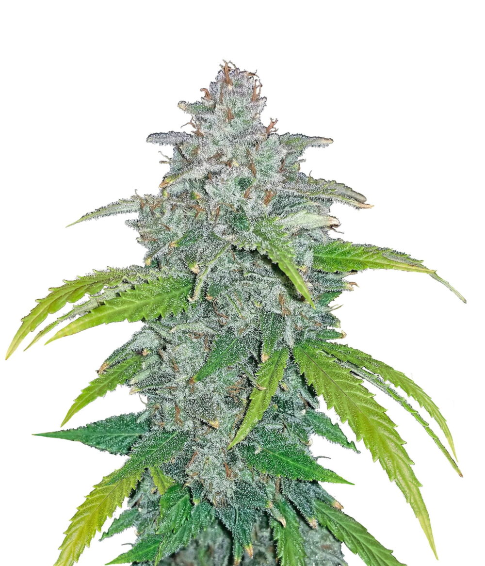 Fast Buds Blue Dream 'Matic (3Semillas/Paquete)