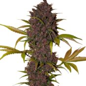 Fast Buds LSD-25 Automatic (5Semillas/Paquete)