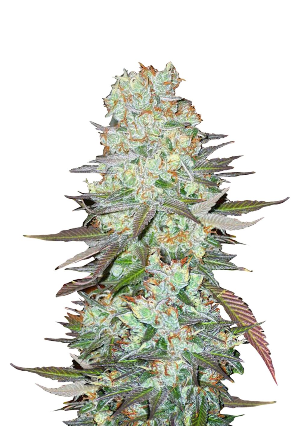 Fast Buds G14 Automatic (5Semillas/Paquete)