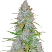 Fast Buds Californian Snow (3 Semillas/Paquete)