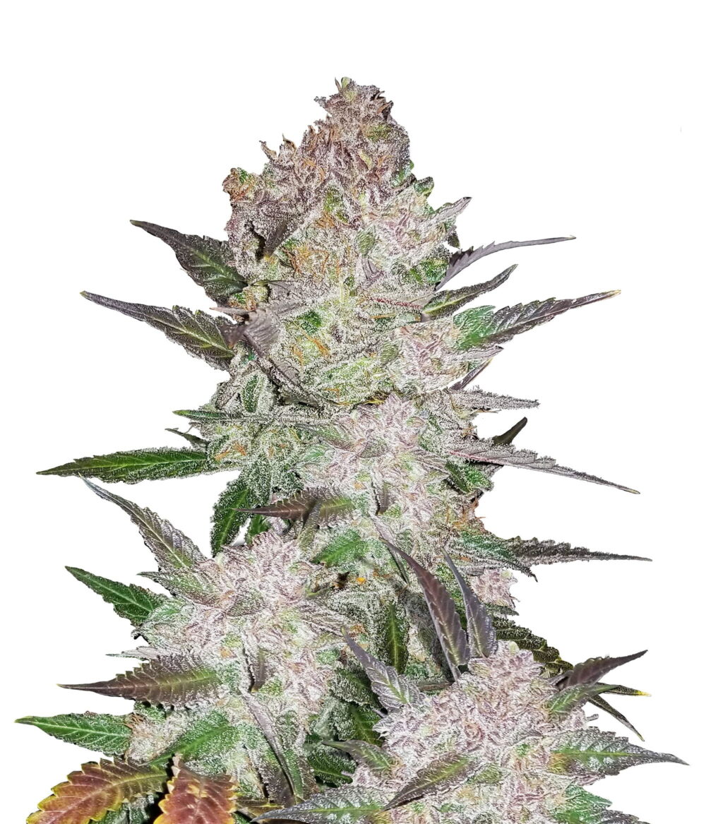 Fast Buds Cream Cookies (5Semillas/Paquete)
