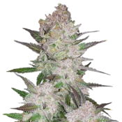Fast Buds Cream Cookies (3Semillas/Paquete)