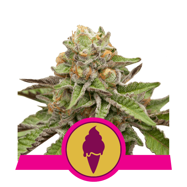 Qué son las semillas de cannabis feminizadas? - Royal Queen Seeds