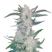 Fast Buds Rhino Ryder Automatic (3Semillas/Paquete)