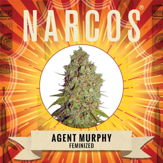 Narcos Agent Murphy Feminizada (3 Semillas/Paquete)