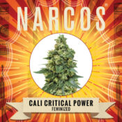 Narcos Cali Critical Power Feminizada (3 Semillas/Paquete)
