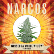 Narcos Grieselda White Widow Feminizada (3 Semillas/Paquete)