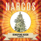 Narcos Kingping Kush Feminizada (3 Semillas/Paquete)