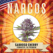 Narcos Sabroso Cherry Feminizada (5 Semillas/Paquete)