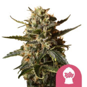 Royal Queen Seeds Euphoria CBD Semillas de Cannabis (Paquete de 3 Semillas)