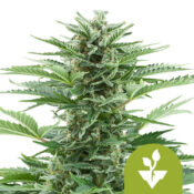 Royal Queen Seeds Easy Bud Semillas de Cannabis Autofloreciente (Paquete de 3 Semillas)