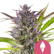 Royal Queen Seeds Purple Queen Semillas de Cannabis Feminizadas (Paquete de 3 Semillas)