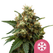 Royal Queen Seeds ICE Semillas de Cannabis Feminizadas (Paquete de 5 Semillas)