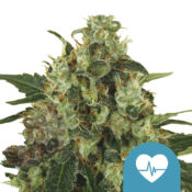 Royal Queen Seeds Medical Mass CBD Semillas de Cannabis (Paquete de 5 Semillas)