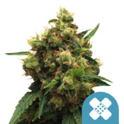 Royal Queen Seeds Pain Killer XL CBD Semillas de Cannabis (Paquete de 3 Semillas)
