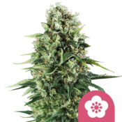 Royal Queen Seeds Power Flower Semillas de Cannabis Feminizadas (Paquete de 5 Semillas)