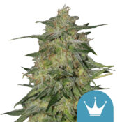 Royal Queen Seeds Royal Highness CBD Semillas de Cannabis (Paquete de 3 Semillas)