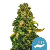 Royal Queen Seeds Solomatic CBD Semillas de Cannabis (Paquete de 3 Semillas)