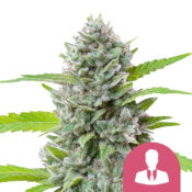 Royal Queen Seeds El Patron Semillas de Cannabis Feminizadas (Paquete de 3 Semillas)