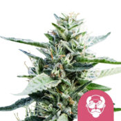 Royal Queen Seeds Granddaddy Purple Semillas de Cannabis Feminizadas (Paquete de 5 Semillas)