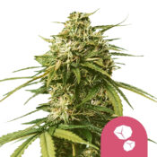 Royal Queen Seeds Gushers Semillas de Cannabis Feminizadas (Paquete de 3 Semillas)