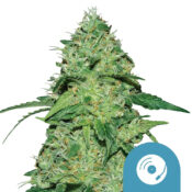 Royal Queen Seeds Joanne's CBD Semillas de Cannabis Autoflorecientes (Paquete de 3 Semillas)