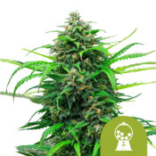 Royal Queen Seeds Pink Runtz Auto Semillas de Cannabis Autoflorecientes (Paquete de 3 Semillas)