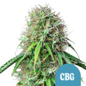 Royal Queen Seeds Royal CBG Semillas de Cannabis Autoflorecientes (Paquete de 3 Semillas)