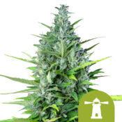 Royal Queen Seeds Apollo F1 Semillas de Cannabis Autoflorecientes (Paquete de 3 Semillas)