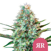 Royal Queen Seeds Royal Runtz Semillas de Cannabis Feminizadas (Paquete de 5 Semillas)