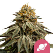 Royal Queen Seeds Royal Skywalker Semillas de Cannabis Feminizadas (Paquete de 3 Semillas)