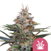 Royal Queen Seeds Royal THCV Semillas de Cannabis Autoflorecientes (Paquete de 3 Semillas)