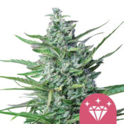 Royal Queen Seeds Speedy Chile Semillas de Cannabis Feminizadas (Paquete de 3 Semillas)