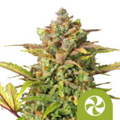 Royal Queen Seeds Triple G Auto Semillas de Cannabis Autoflorecientes (Paquete de 5 Semillas)