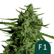 Royal Queen Seeds Titan F1 Semillas de Cannabis Autoflorecientes (Paquete de 3 Semillas)