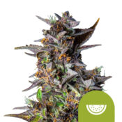 Royal Queen Seeds Triple G Auto Semillas de Cannabis Autoflorecientes (Paquete de 3 Semillas)