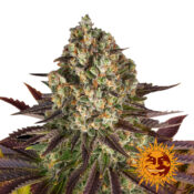 Barney's Farm Amnesia Haze Auto Semillas de Cannabis Autoflorecientes (Paquete de 5 Semillas)