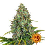 Barney's Farm Blue Sunset Sherbert Semillas de Cannabis Feminizadas (Paquete de 5 Semillas)