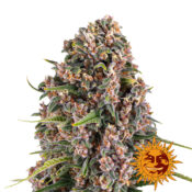 Barney's Farm Blue Cheese Auto Semillas de Cannabis Autoflorecientes (Paquete de 5 Semillas)