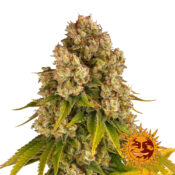 Barney's Farm Cookies Kush Auto Semillas de Cannabis Autoflorecientes (Paquete de 5 Semillas)