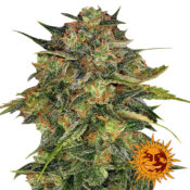 Barney's Farm Cheese Semillas de Cannabis Feminizadas (Paquete de 5 Semillas)