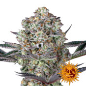 Barney's Farm Cookies Kush Auto Semillas de Cannabis Autoflorecientes (Paquete de 3 Semillas)