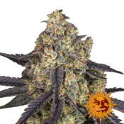 Barney's Farm Lemon Drizzle Semillas de Cannabis Feminizadas (Paquete de 5 Semillas)