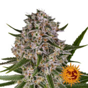 Barney's Farm Lemon Tree Semillas de Cannabis Feminizadas (Paquete de 5 Semillas)