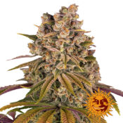 Barney's Farm Lemon Tree Semillas de Cannabis Feminizadas (Paquete de 5 Semillas)